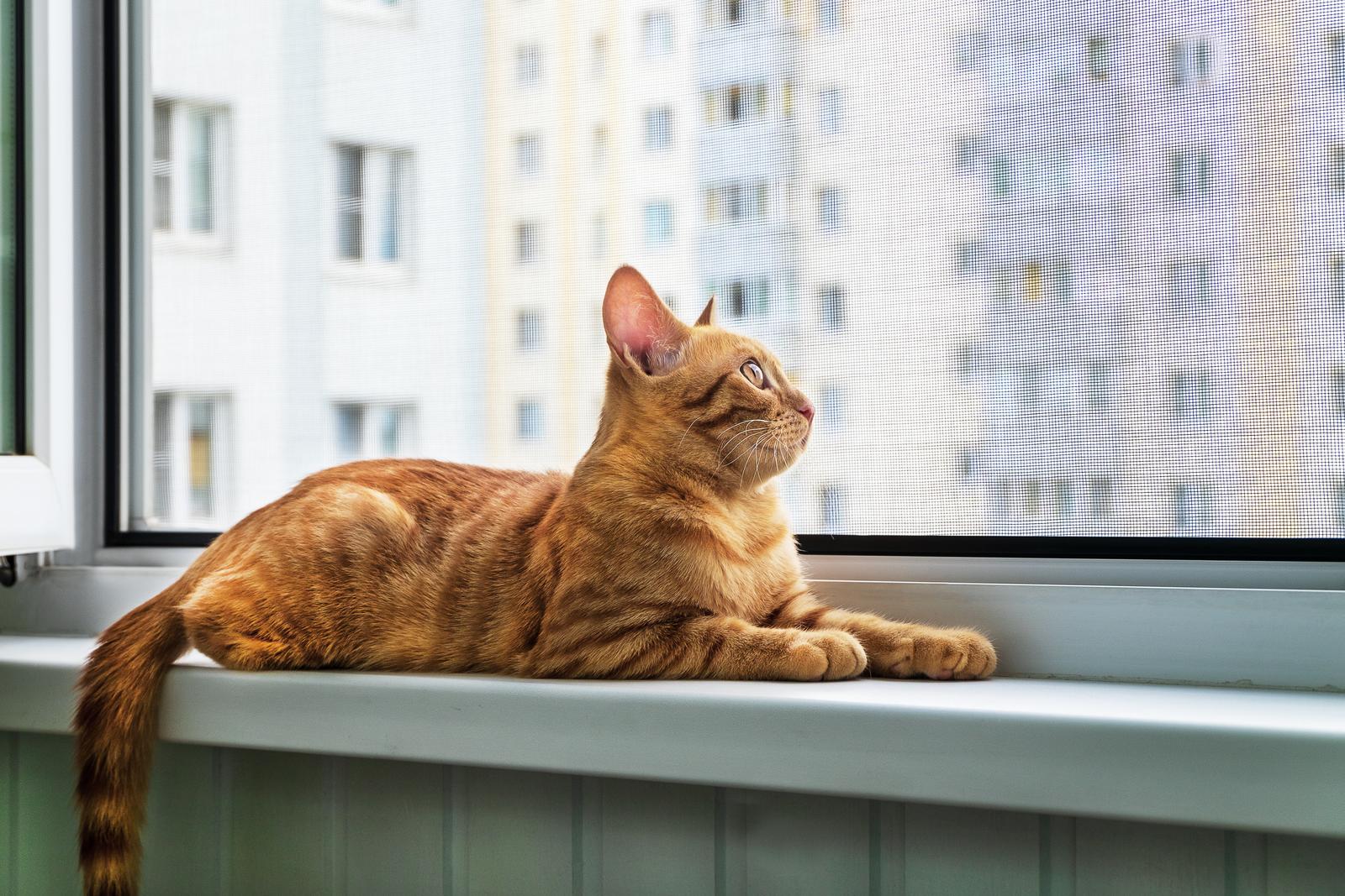 Pet Resistant Screen Mesh